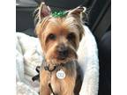 Adopt Camilla a Yorkshire Terrier