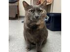 Adopt Shadow a American Shorthair