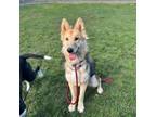 Adopt Daffodil a Collie, German Shepherd Dog