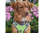 Adopt COOKIES a Nova Scotia Duck Tolling Retriever, Mixed Breed