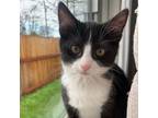 Adopt Acadia a Domestic Short Hair