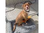 Adopt Beesley a Pit Bull Terrier