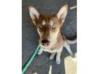 Adopt GARNET a Siberian Husky