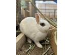 Adopt MARSHMELLOW a Bunny Rabbit