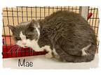 Mae See Also Faye, Domestic Shorthair For Adoption In Marietta, Georgia