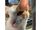 Peaches, Domestic Shorthair For Adoption In Commerce City, Colorado