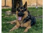 Adopt MOLLY a Mixed Breed, German Shepherd Dog