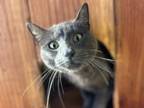 Adopt KAITLYN a Domestic Short Hair