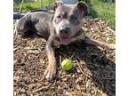 Adopt ROCKY a Pit Bull Terrier