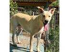 Adopt REBA a Carolina Dog, Cattle Dog