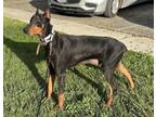 Adopt DANICA a Doberman Pinscher