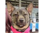 Adopt Sheba a Keeshond, Swedish Vallhund