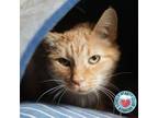 Adopt Holly a Domestic Short Hair