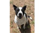 Adopt Penelope a Terrier, Pit Bull Terrier