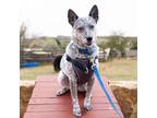 Adopt Mary a Australian Cattle Dog / Blue Heeler, Mixed Breed