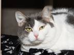 Adopt Willow a Domestic Short Hair