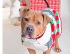 Adopt CARAMEL a Staffordshire Bull Terrier