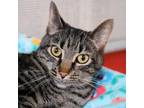 Adopt Gracie a Domestic Short Hair