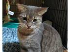 Adopt Meowlica a Tabby