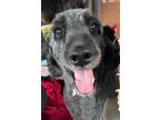 Adopt Raggedy Ann a Aussiedoodle