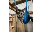 Adopt Veruca a Domestic Short Hair