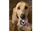 Adopt Jolene Piper a Bloodhound