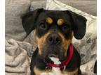 Adopt Alana a Rottweiler, Mixed Breed