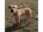 Adopt Star a Labrador Retriever, Boxer