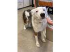 Adopt Timber a Australian Shepherd