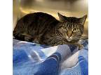 Adopt Sydney a Domestic Short Hair