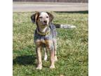Adopt Kennedy **Off-Site Foster Home** a Mixed Breed