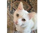Adopt Blanco a White Domestic Shorthair / Mixed cat in Palatine, IL (38450311)