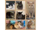 Adopt Just a few sweet adoptable faces at FOS a Domestic Short Hair