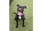 Adopt Elva a Labrador Retriever, Pit Bull Terrier