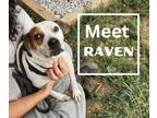 Adopt Raven a Hound