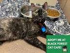 Adopt SKITTLES a Domestic Short Hair