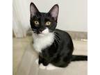 Adopt Zirc a All Black Domestic Shorthair / Mixed cat in Wichita, KS (38471119)