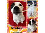 Adopt Padma a Pit Bull Terrier, Boxer