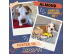 Adopt Almond a Pit Bull Terrier, Boxer