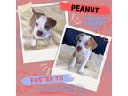 Adopt Peanut a Pit Bull Terrier, Boxer
