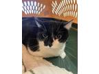 Adopt Oreo - Lonely Hearts Club a Domestic Short Hair