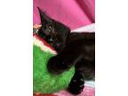 Adopt LeeAnn a All Black Domestic Shorthair (short coat) cat in Jackson