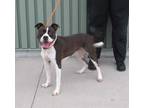 Adopt CRUMPET a Boxer, Mixed Breed