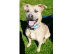 Adopt Boney ~ SPONSORED! a Pit Bull Terrier, Mixed Breed