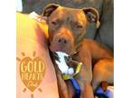 Adopt Cuzzo a Brown/Chocolate American Pit Bull Terrier / Mixed dog in Ann