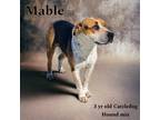 Adopt Mable a Australian Cattle Dog / Blue Heeler, Hound