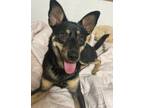 Adopt Kuku a Black - with Tan, Yellow or Fawn German Shepherd Dog / Jindo /