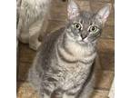 Adopt Mable Meow a Domestic Short Hair