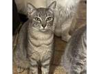 Adopt Squeaky a Domestic Short Hair