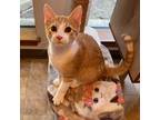 Adopt Ray a Orange or Red Tabby Domestic Shorthair cat in Richardson